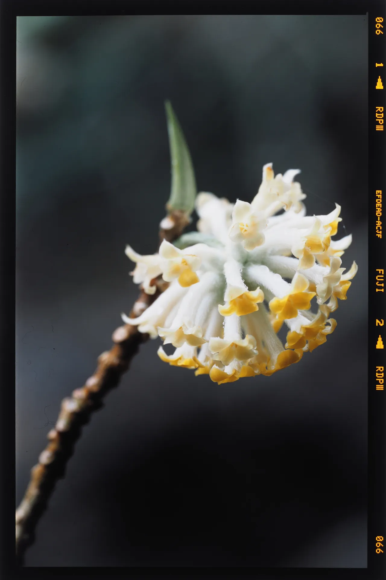 Edgeworthia chrysantha - 三椏